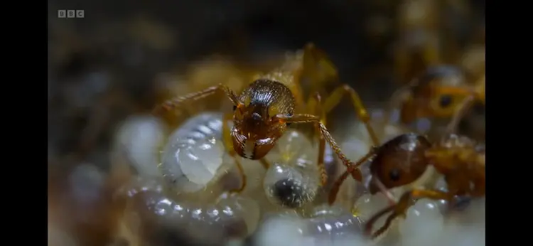 Ant (Myrmica sabuleti) as shown in Wild Isles - Grasslands